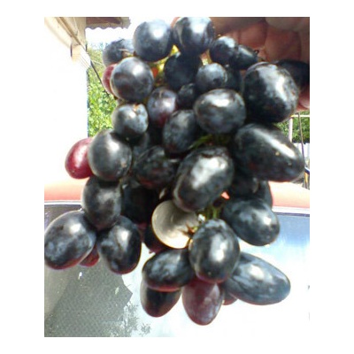 Vinič Furor Фурор nová perspektívna stolová odroda, vrúbľovaná sadenica v kontajneri