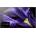 Sony Bravia KD-65AF9