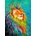 Enjoy - Puzzle Rainbow Lion - 1 000 piese