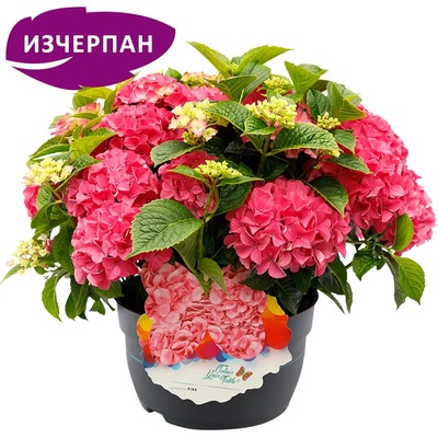 Colour Your Table® Pink - Хортензия макрофила