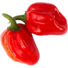 Semínka Piquant Paprička chilli HABANERO RED SAVINA