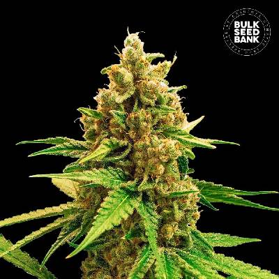 Bulk Seed Bank Winning Cake semena neobsahují THC 10 ks