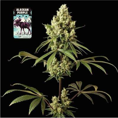 Seedsman Alaskan Purple semena neobsahují THC 3 ks