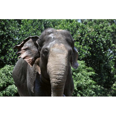 DIMEX ART Флизелинов фототапет суматрански слонове 375 x 250 см