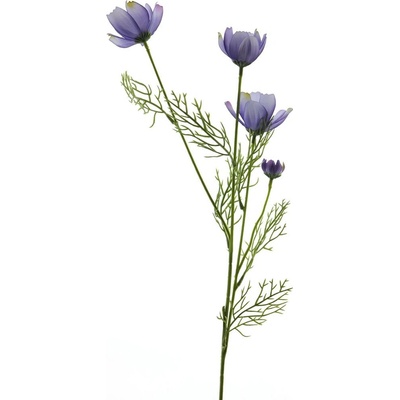 Krásenka - Cosmos bipinatus 'Chanel' fialová V61 cm