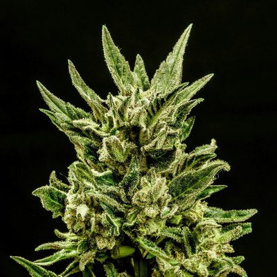 Kannabia Seeds Kritic Auto semienka neobsahujú THC 10 ks
