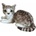 Dubi A white-gray cat lying down 30cm