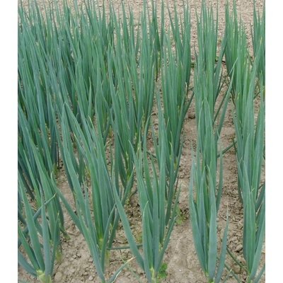 Cibule sečka Entita - Allium fistulosum - prodej semen - 150 ks