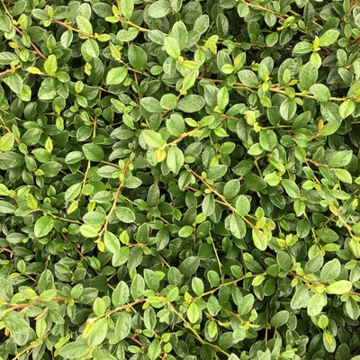 Cotoneaster dammeri 'Miranda' Prodejní velikost: 015/020, Velikost hrnku: 0,5 l