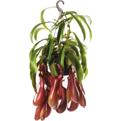 Krčiažnik v závesnom kvetináči FloraSelf Nepenthes výška 15-20 cm kvetináč Ø 14 cm