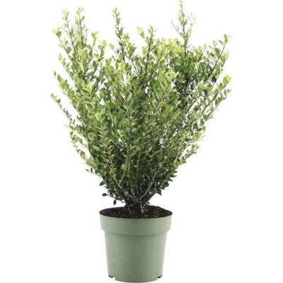 Cezmína vrúbkovaná FloraSelf Ilex crenata 'Jenny' výška cca 50 cm kvetináč 21 cm samičia odroda