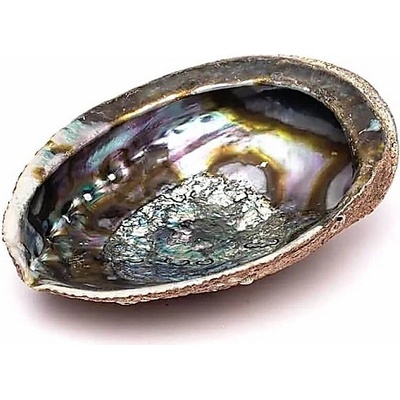 Nefertitis Paua mušle leštěná vykuřovací miska 14 - 16 cm NF55372 - cca 14 až 16 cm – Zbozi.Blesk.cz