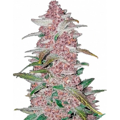 Fastbuds Blackberry Auto semienka neobsahujú THC 100 ks