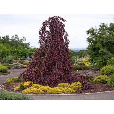 Buk lesný Purple Fountain, výška 200-250 cm, kvetináč 25 l