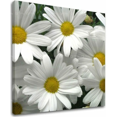Obraz na stenu KVETY - 30x30