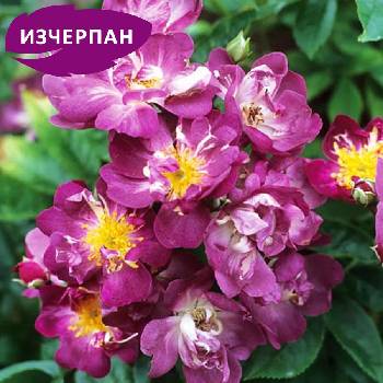 Катерлива Роза Rhapsody in Blue ® (Рамблер)