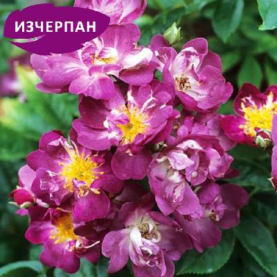 Катерлива Роза Rhapsody in Blue ® (Рамблер)