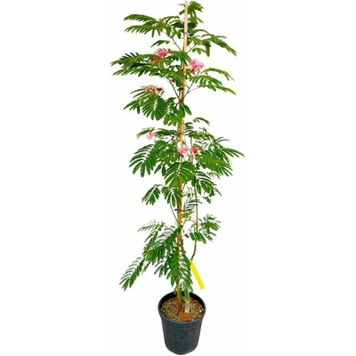 Albízia voňavá Ombrella Boubri, výška 90-130 cm, kvetináč 9-10 l