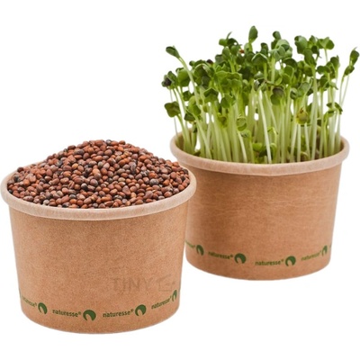 TINY GREENS Biela reďkovka - Daikon - BIO semienka na klíčenie a microgreens