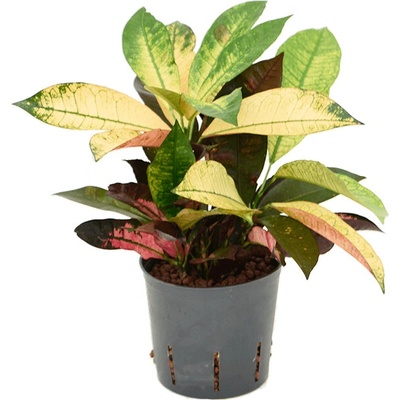 Croton Codiaeum variegatum Mrs. Iceton 13/12 výška 25 cm