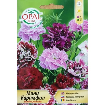 Image 1 of Opal Zi Карамфил мини Dianthus plumarius