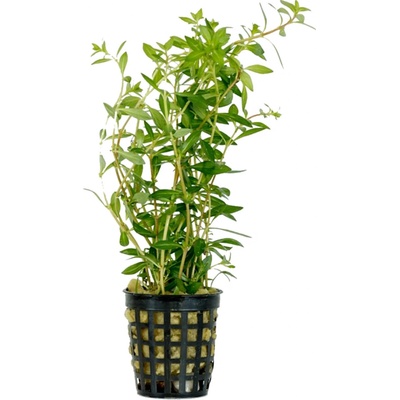 Ludwigia peruensis