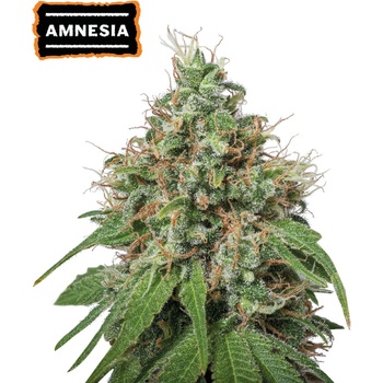 Seedstockers Amnesia semena neobsahují THC 5 ks