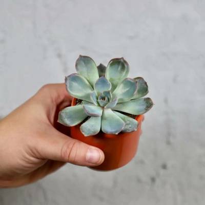 Echeveria Blue Sky baby