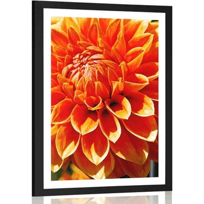 Plakát s paspartou oranžová dália - 20x30 black