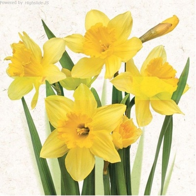 Pol-Mak Collection Ubrousek 33x33cm Narcisky žluté – Zboží Mobilmania