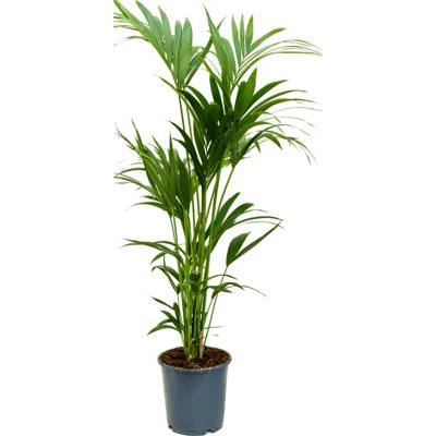 Kentia (Howea) forsteriana Tuft 6pp 24x140 cm