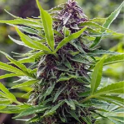 Spliff Seeds Gold Rush Outdoor semena neobsahují THC 5 ks