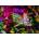 Ravensburger - Puzzle Chameleon - 500 piese