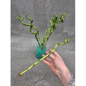 Bambus LUCKY BAMBOO 30 cm spiral od 89 K - Heureka.cz