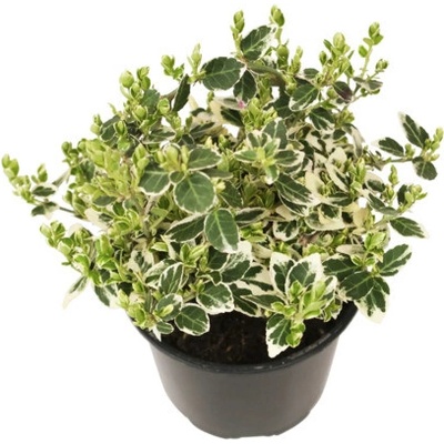 Bršlen Fortuneov bielo panašovaný FloraSelf Euonymus fortunei 'Emerald Gaiety' kvetináč Ø 13 cm