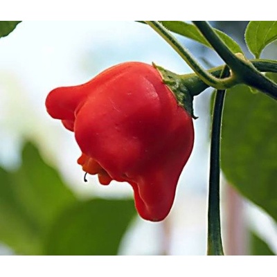 CHILLIMAT Chilli sazenice Bishop's Crown 1ks