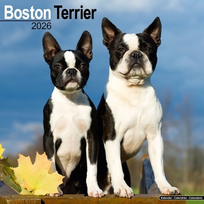 Boston Terrier, 30,5 x 30,5 30,5 x 61 cm 2026
