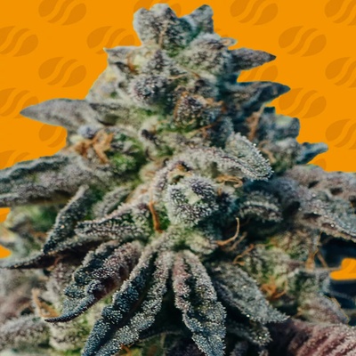 Original Sensible Seeds Peanut Butter semienka neobsahujú THC 10 ks