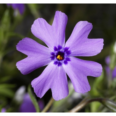 Phlox subulata PURPLE BEAUTY - plamenka šídlovitá, flox