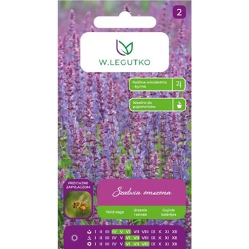 W. Legutko Мъхест салвия - виолетово-син