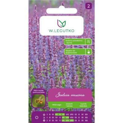 W. Legutko Мъхест салвия - виолетово-син