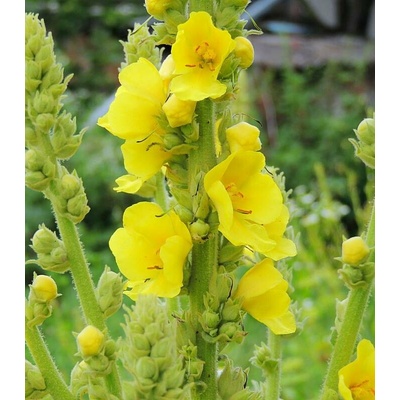 Divizna malokvětá Verbascum thapus prodej semen 150 ks