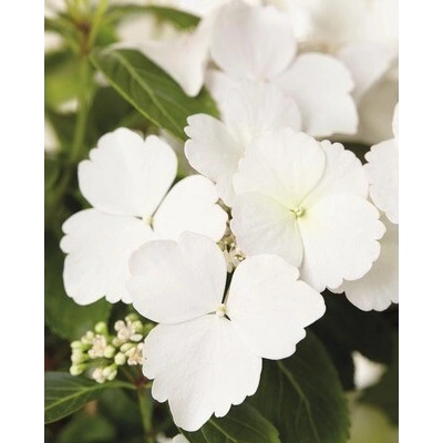 Hortenzia FloraSelf Hydrangea Runaway Bride ® 'Snow White' výška 40-50 cm kvetináč 3,5 l