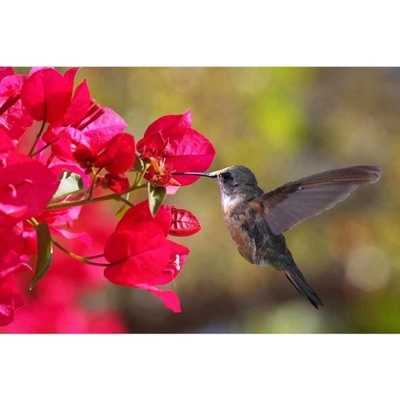 DIMEX ART Флизелинов фототапет колибри 375 x 250 см