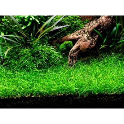 Eleocharis parvulus