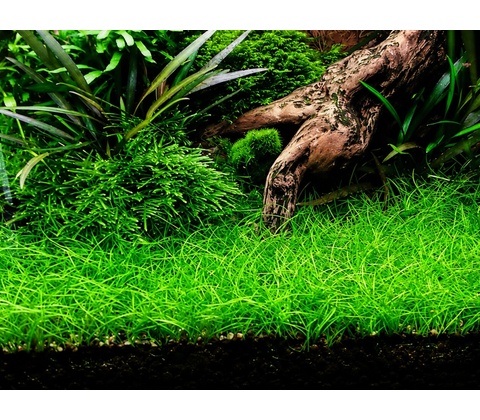 Eleocharis parvulus