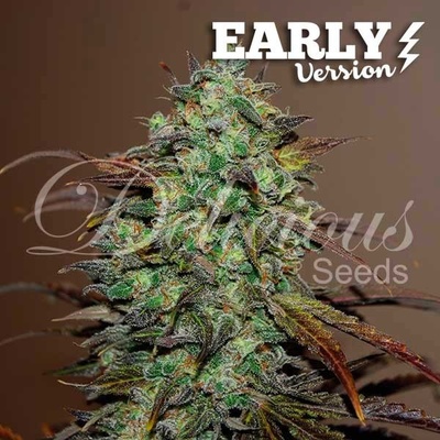 Delicious Seeds Eleven Roses Early Version semena neobsahují THC 1 ks