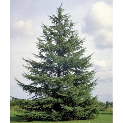 Céder atlantský (Cedrus Atlantica) - výška: 30-50 cm, kont. C3L