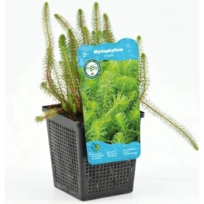 Myriophyllum rubricaule – košík 11x11 cm
