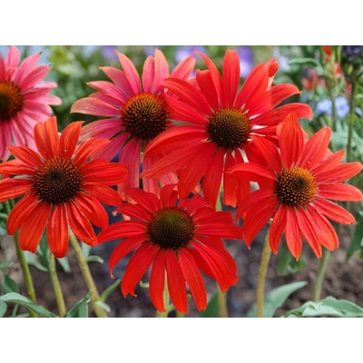 Echinacea purpurová Tomato Soup